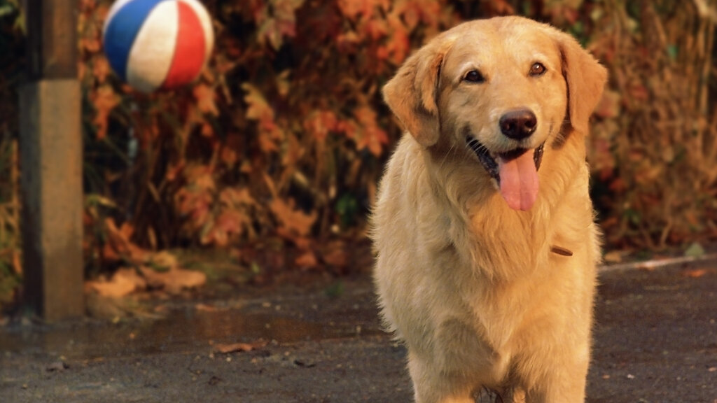 air bud movies free